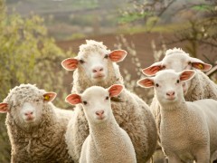 易盈—开创中国羊业高质量品牌