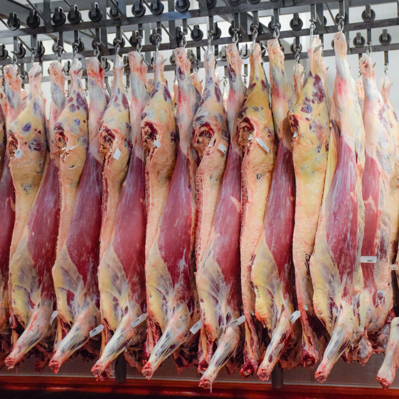 【期货】乌拉圭22厂后胸肉批发1柜起批6月底发货