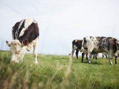2023年牛肉行业竞争分析