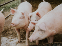 2023年生猪生产形势报告