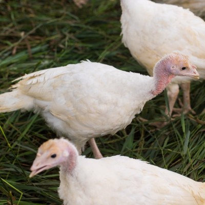 期货180天发货美国整鸡整只鸡20吨起批